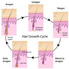 How long should you go between brazilian waxes? How Long Does A Wax Really Last Clean Slate Spa