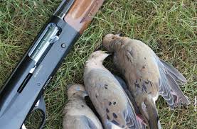 Dove season continues a proud tradition of books and movies set in rural california. How To Attract Doves To Your Property Mossy Oak