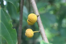 Image result for Ficus exasperata
