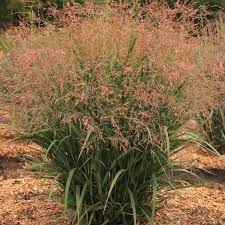Image result for Panicum
