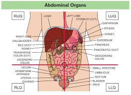 The ventral cavity is divided by the diaphragm, a long stretch of skeletal muscles located beneath the lungs, with the two different regions being called the superior and anterior regions. Diagram Abdominal Quadrants And Organs Diagram Full Version Hd Quality Organs Diagram Activediagram Carnevalediverona It