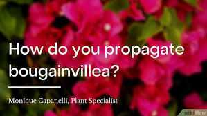 Check spelling or type a new query. How To Grow Bougainvillea 9 Steps With Pictures Wikihow