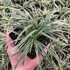 Image result for Ophiopogon