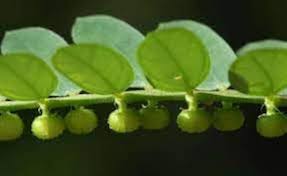 Image result for Phyllanthus