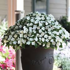 Impatiens require a warm soil and light to germinate. Impatiens Beacon White Harris Seeds
