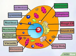 What are the parts of an animal cell? 4 Ways To Make An Animal Cell For A Science Project Wikihow