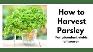 Parsley is one of the easiest herbs you can harvest and grows back quickly. How To Harvest Parsley Without Killing The Plant Together Time Family
