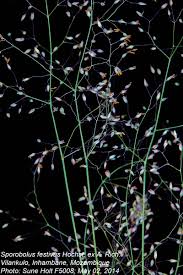 Image result for Sporobolus festivus