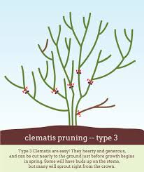 Start by cutting out the deadwood on each vine of the plant. Fear Not How To Prune Clematis With Dan Long A Way To Garden