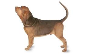 Bloodhound Dog Breed Information Pictures Characteristics