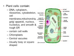 We did not find results for: There Is A Common Structure That Makes Up All Living Things Cells Ppt Video Online Download