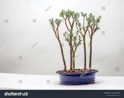 Image result for Crassula sarcocaulis