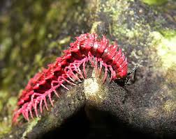 Image result for Oxyrhachis gracillima