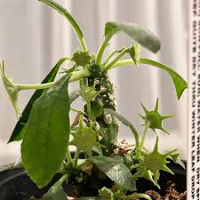 Image result for Dorstenia