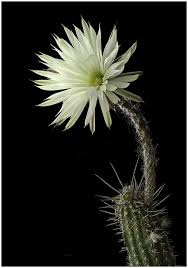 cac126 plant fungus succulents cactus flower