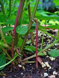 Image result for Arachis hypogaea