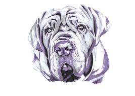 Dog breeds black.mono icons in set collection for. Neapolitan Mastiff Drawing By Sarah Lake