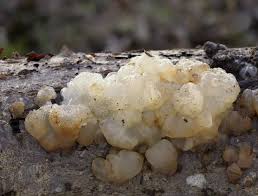 Image result for Exidia sp.