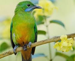 Black Bird With Orange Belly Orange Bellied Leafbird Blue Bird Orange Belly