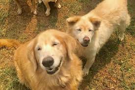 Did you know that there are so many dogs in shelters that need to be loved. What To Know About Adopting Pets In Indonesia Environment The Jakarta Post