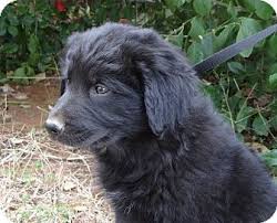 However, landseer puppies have the distinct black and white coloring. Westport Ct Newfoundland Meet Grant Pending A Pet For Adoption