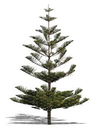 Sold as holiday plants, you can find them this time of year in nurseries and big box stores. Cut Out Norfolk Island Pine Tree Vishopper