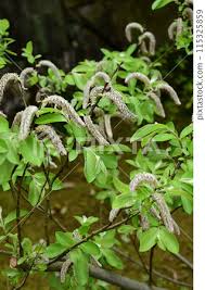 Image result for Salicaceae