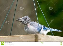 Fledgling Blue Jay Bird Photos Free Royalty Free Stock Photos From Dreamstime