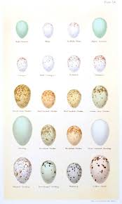 Birds And Their Nests Pictures Uk Pin By Steph B On Agg Bird Eggs Birds Bird