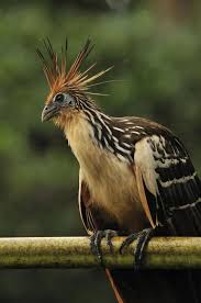 Birds With Red Crested Heads Hoatzin Opisthocomus Hoazin Has A Small Head That S Almost Bare Neck Is Long It Has A Frizzy Red Orange Crest 4 8 Cm Long Starting Vogels Natuur Eenden