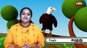 Learn Names Of Birds In Tamil Learning Birds Learn Birds Names For Kids Youtube
