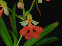 Image result for Habenaria aberrans