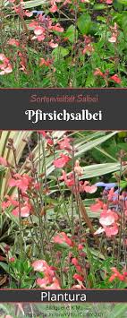 Salbei Einblicke In Die Artenvielfalt Und Biodiversitat Salbei Pflanzen Krauter Anpflanzen Krauter Pflanzen