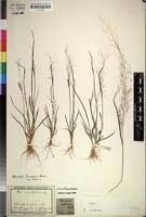Image result for Sporobolus tenuissimus