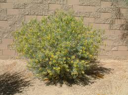 Image result for Senna artemisioides