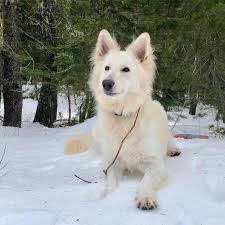 Maybe you would like to learn more about one of these? White German Shepherds Home Facebook