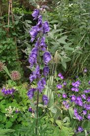 Image result for Agathisanthemum