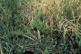 Image result for Parkeriaceae