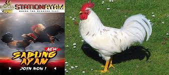 Mitos Ayam Putih Kinantan Yang Dilarang Berlaga Dari Sebagian Orang Yang Mebaca Artikel Ini Mungkin Sudah Mengetahui Beberapa Jenis Dari Trah Ayam Warna Jenis