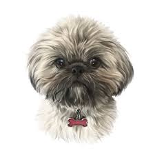 Shih Tzu Drawing Photos Royalty Free Images Graphics Vectors Videos Adobe Stock Choose your favorite shih tzu drawings from millions of available designs. shih tzu drawing photos royalty free
