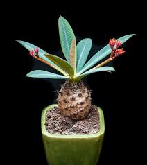 Image result for Pachycarpus eximius