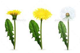 Dandelion In Different Stages Of Flowering Realistic Set Dandelion Art Dandelion Drawing Dandelion Flower