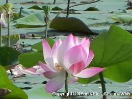 Maybe you would like to learn more about one of these? Nparks Nelumbo Nucifera