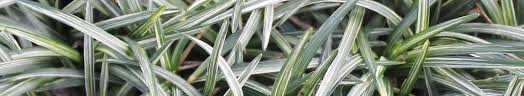 Image result for Ophiopogon