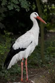 Its biological name is tockus alboterminatus. Bird With White And Black Feathers And Orange Beak Standing On Log Clippix Etc Educational Photos For Students And Teachers