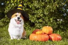 Halloween Week