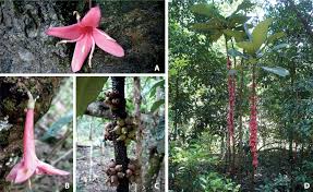 Image result for Ixora brachypoda