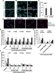 They are also important in the differentiation of cell systems. Mechanisms Of Concanavalin A Induced Cytokine Synthesis By Hepatic Stellate Cells Distinct Roles Of Interferon Regulatory Factor 1 In Liver Injury Journal Of Biological Chemistry