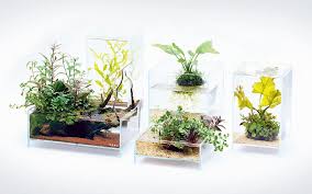 Fino a 58% di sconto. Piante Acquatiche In Vaso Di Vetro Acquario In Casa