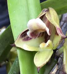 Image result for Polystachya galeata